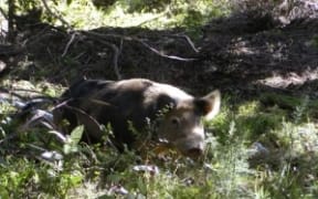 feral pig