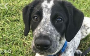 Airport dog's death was avoidable   report: RNZ Checkpoint