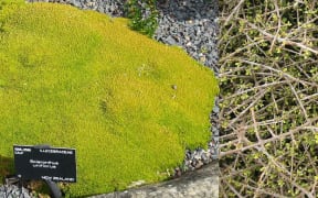 Cushion plant and divaricating shrub