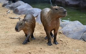 Capybaras attract visitors at a zoo in Shenyang City, northeast China's Liaoning Province, 14 July, 2024. (Photo by å­£å–† / ImagineChina / Imaginechina via AFP)