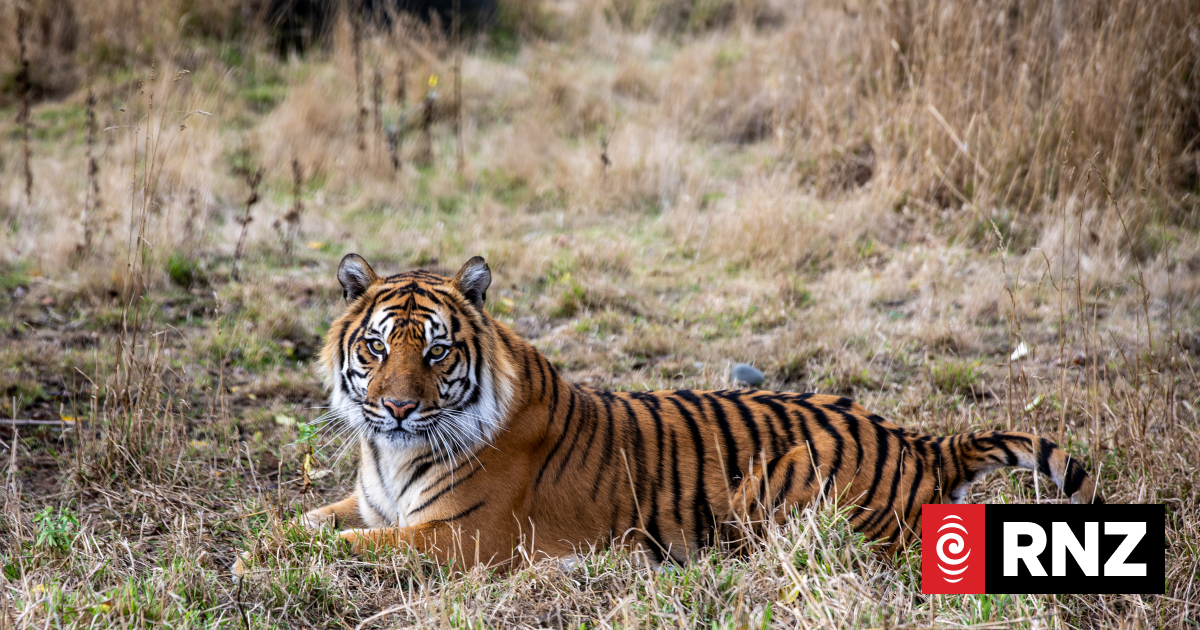 Deadly virus kills more than 70 tigers at Thailand park