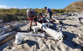 Waikawa Island volunteers Kay Clapperton, Jerrica Laby and Peter Lo.