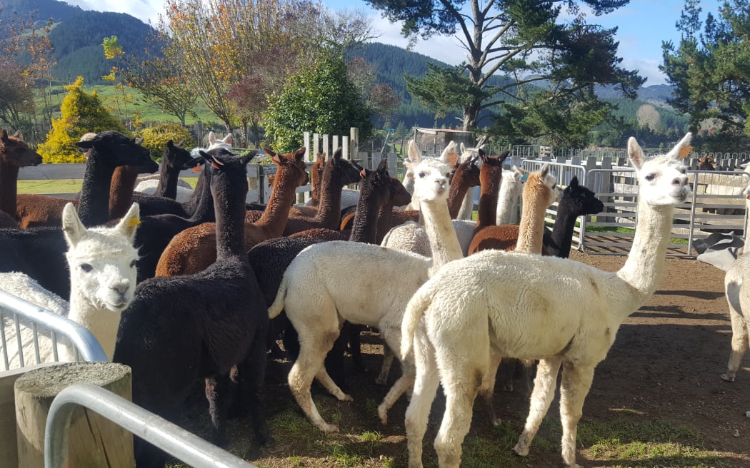 alpaca