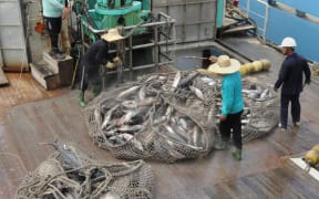 Skipjack tuna from a vessel at Majuro Atoll, Marshall Islands, destined for transfer to canneries in Asia.