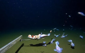 Snailfish seen more than eight kilometres below the surface of the ocean.