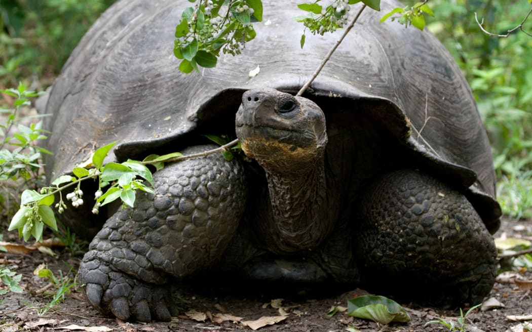 A giant tortoise (Chelonoidis elephantopus), in the Galapagos Islands.