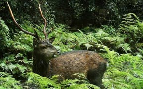 Sika deer are classified as a pest by DoC.