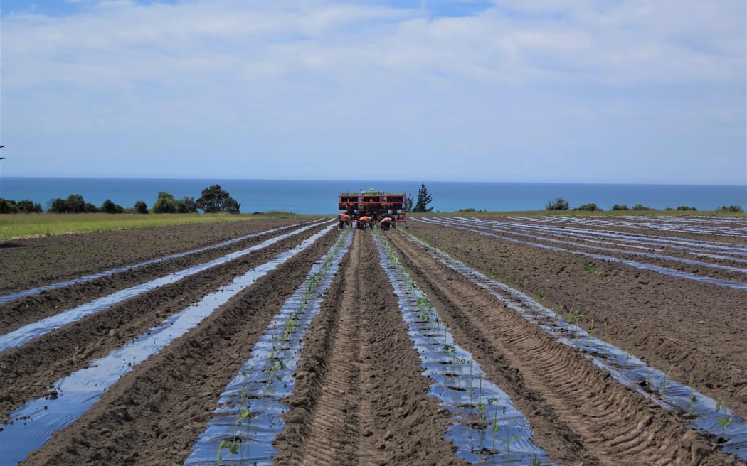 The first rows of cannabis seedlings on the farm at Kekerengu.