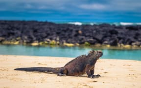 Galapagos Islands - August 23, 2017: Marine Iguanas in Tortuga Bay in Santa Cruz Island, Galapagos Islands, Ecuador