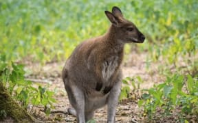 Wallaby