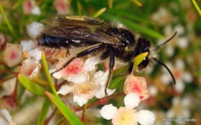 Native NZ Bee
