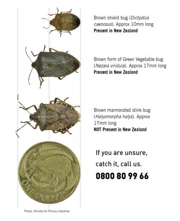 MPI is asking New Zealanders to report any possible sightings of brown marmorated stink bugs.