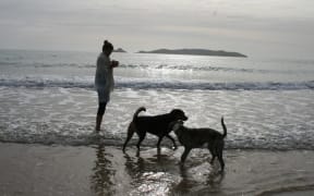 Dogs on the beach