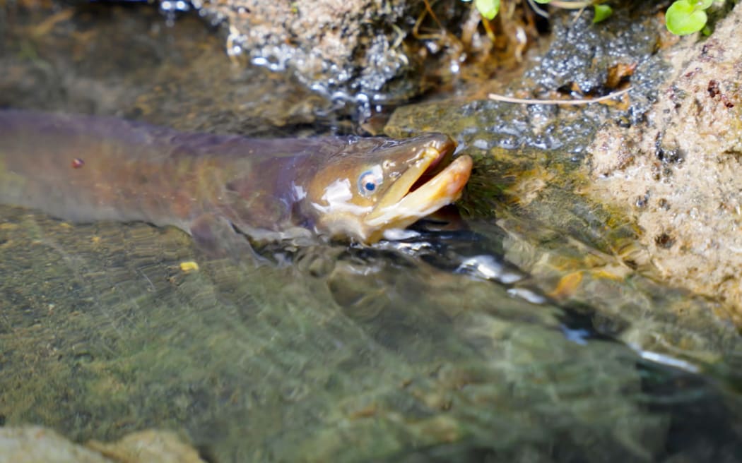 An eel sticking its head and open mouth out of the surface of the stream water next to a rocky bank.