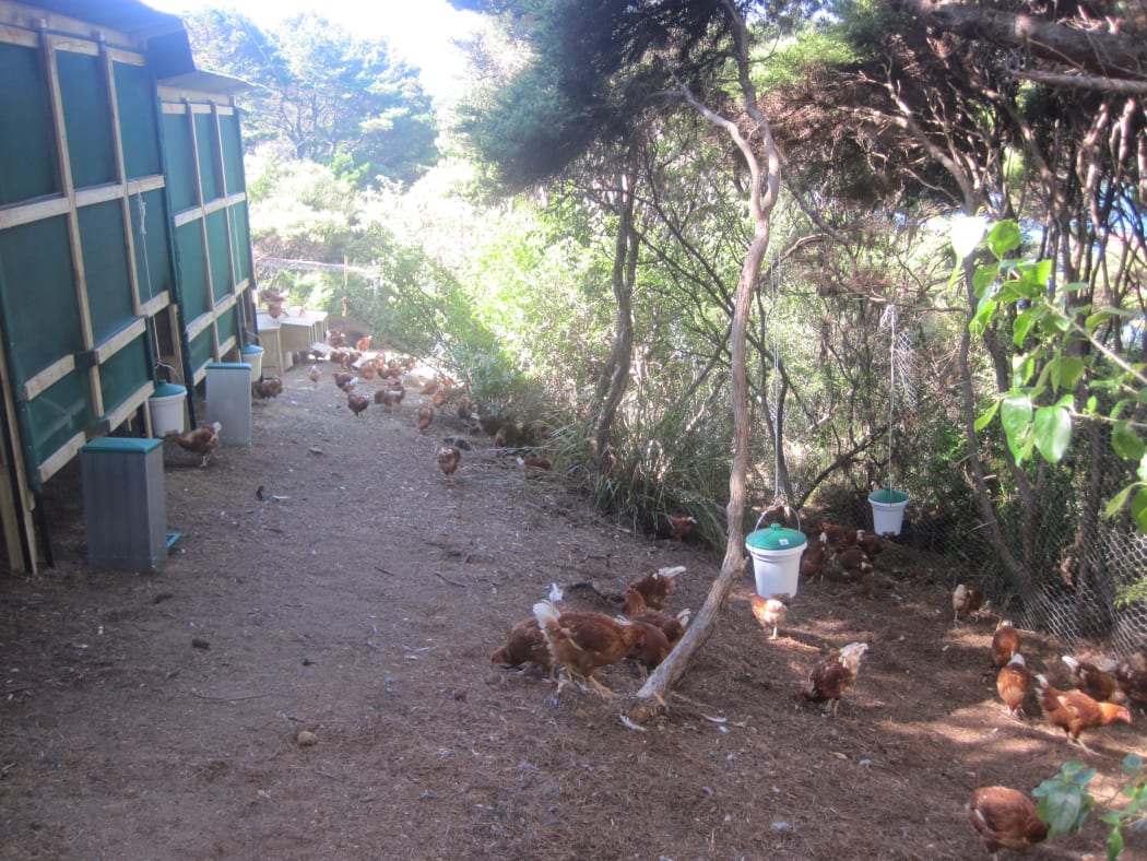 'Biosecurity chickens' on Aotea Great Barrier hunting skinks.