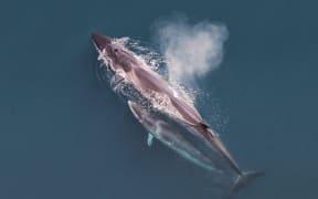 Sei whale mother and calf