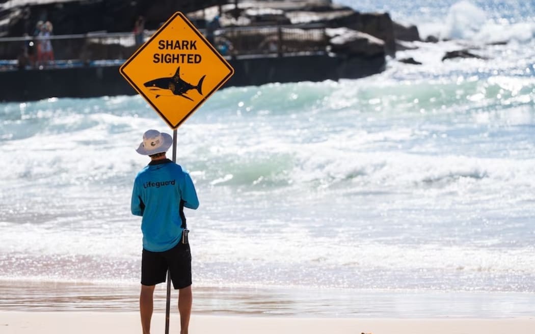 Surf lifesaver with a shark sighted sign at Sydney's Manly Beach after a shark sighting