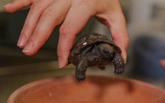 A baby Galapagos tortoise at Auckland Zoo