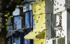 Honey output has plummeted.