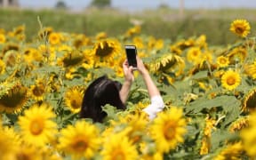 Woman takes a selfie amongst sunflowers (Helianthus annuus) growing in a farmer's field in Stouffville, Ontario, Canada, on August 15, 2020. (Photo by Creative Touch Imaging Ltd./NurPhoto) (Photo by Creative Touch Imaging Ltd / NurPhoto / NurPhoto via AFP)