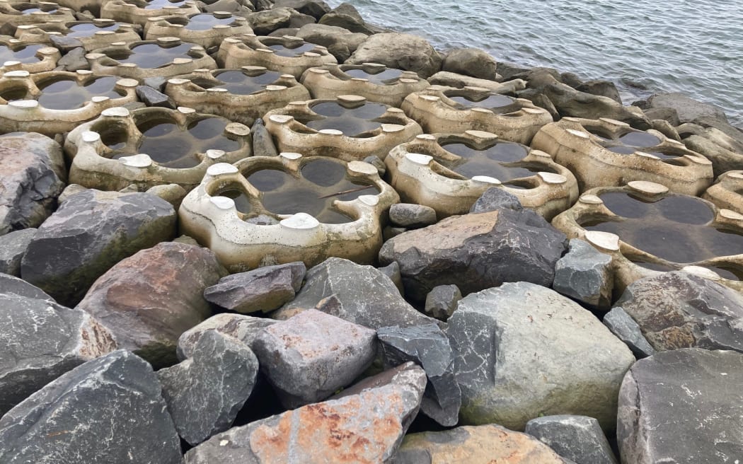 A close-up view of a living seawall featuring circular concrete sea pods nestled among large grey and brown rocks. The pods have shallow pools of water and are designed to mimic natural tidal habitats.