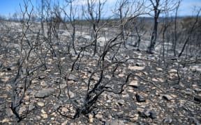 Burnt trees and bushes following a wildfire in Artigues, southeastern France last month.
