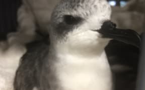Cook's Petrel chick at New Zealand Bird Rescue