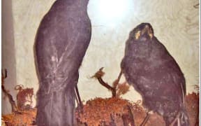 The two huia which used to be at the Dannevirke Gallery of History, however the smaller female bird (right) was stolen and its whereabouts is still unknown.