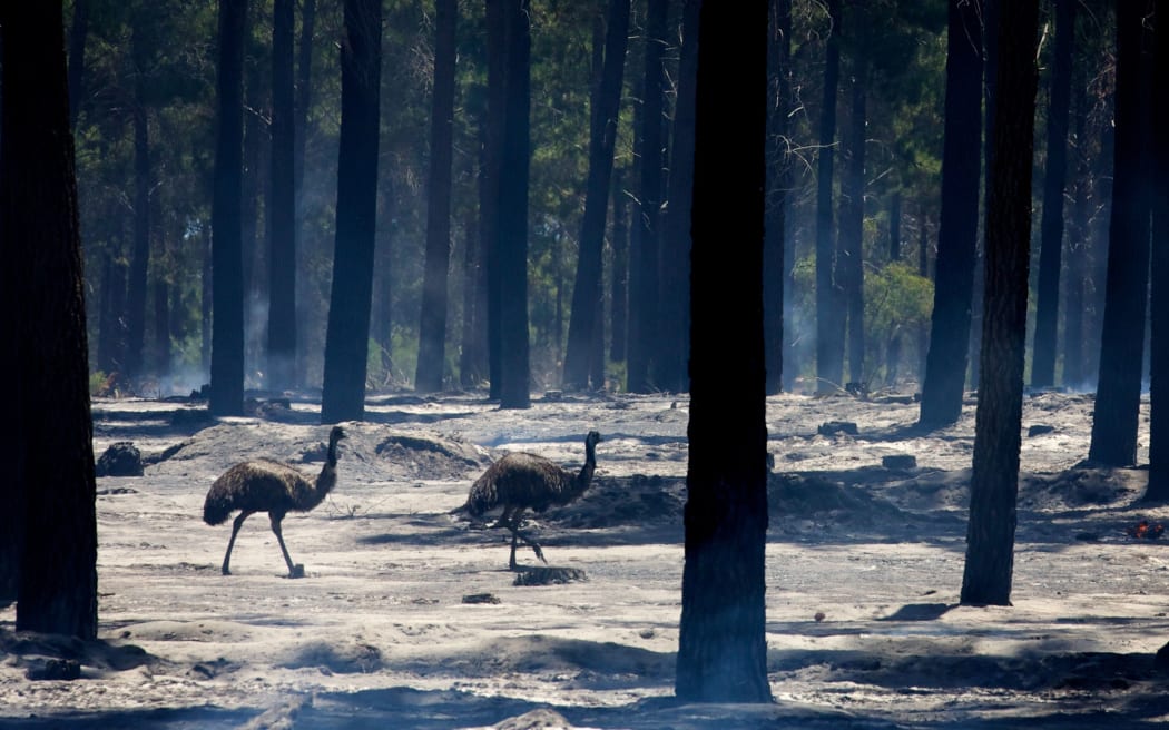 Two emus walk through the smoke-filled Pinjar Pine Plantation in Wanneroo, north Perth, after a fire swept through the area.