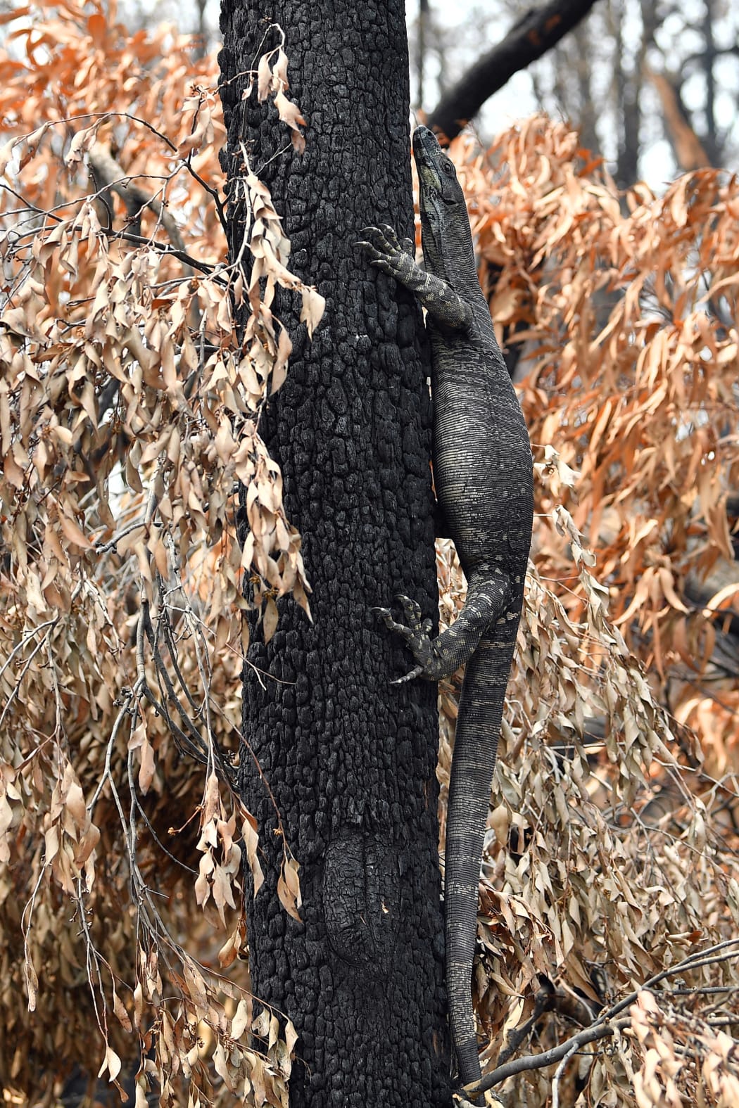 A goanna climbing a charred tree following a bushfire in Budgong area of New South Wales.