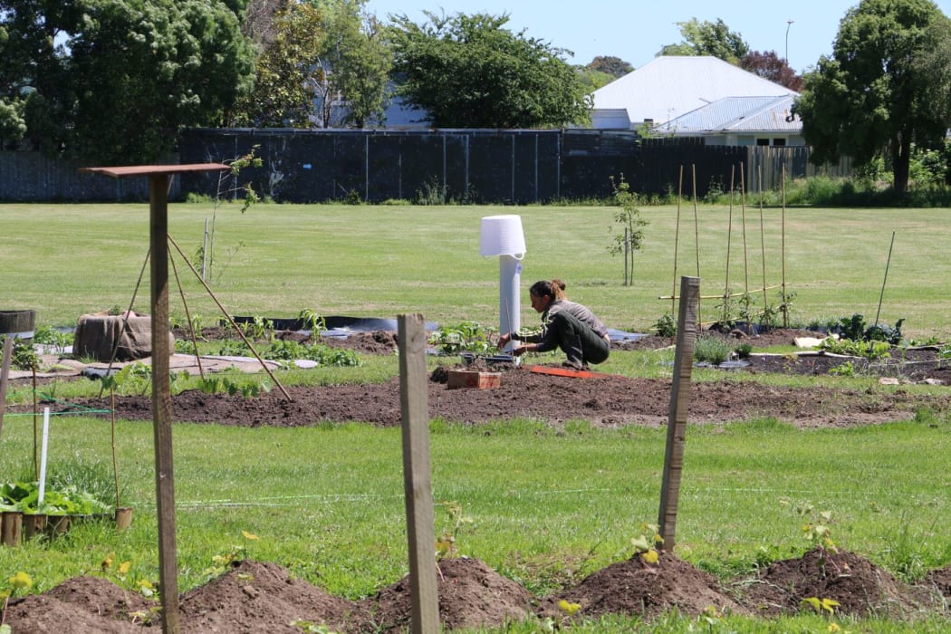 A kaimahi working in the mara kai at Te Pā o Rākaihautū.