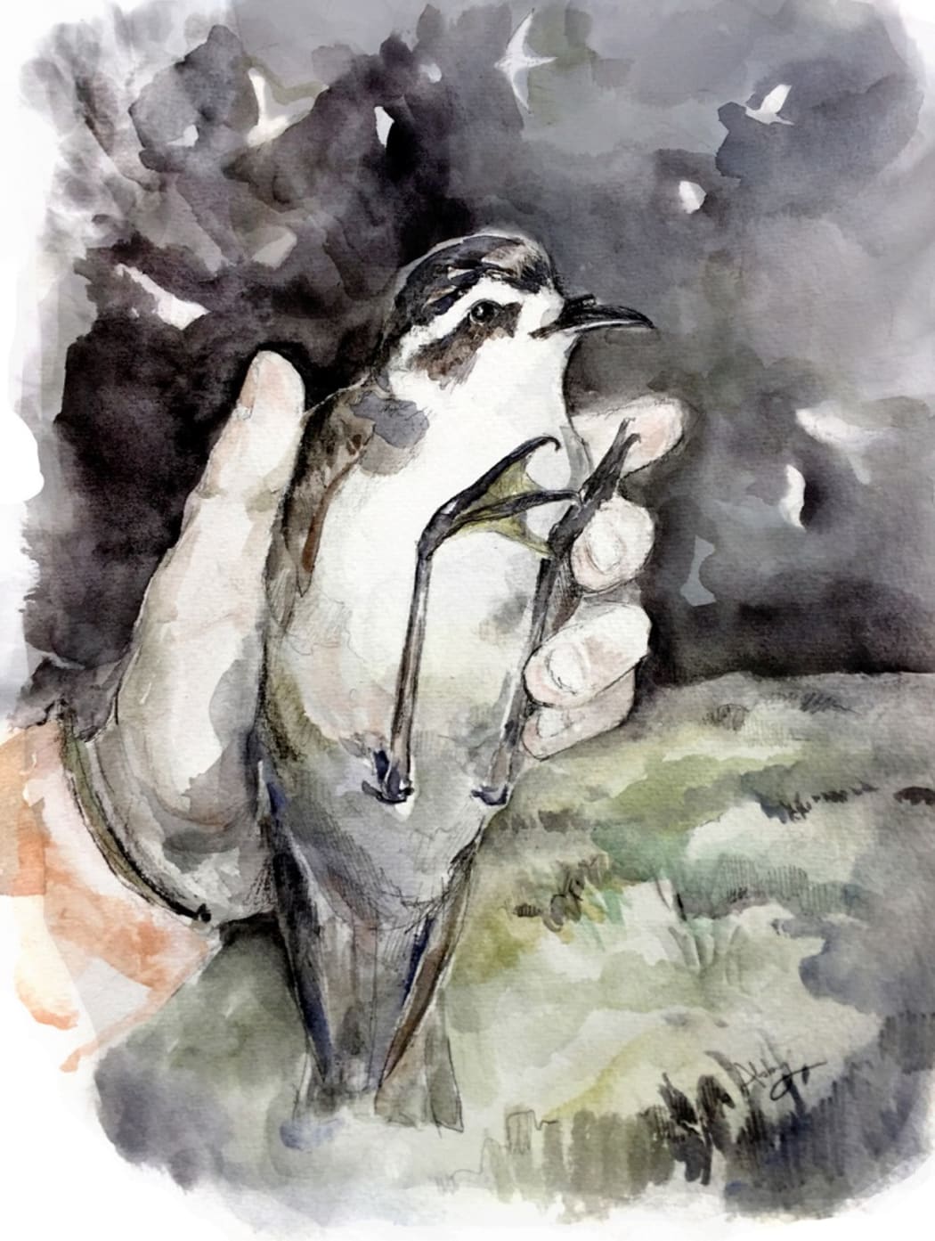 The white faced storm petrel