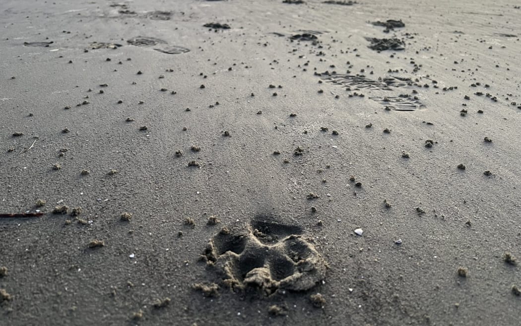 A pawprint in the mudflats, where dogs are forbidden.