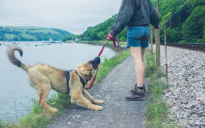 A naughty dog is pulling on his leash and almost falling into a lake