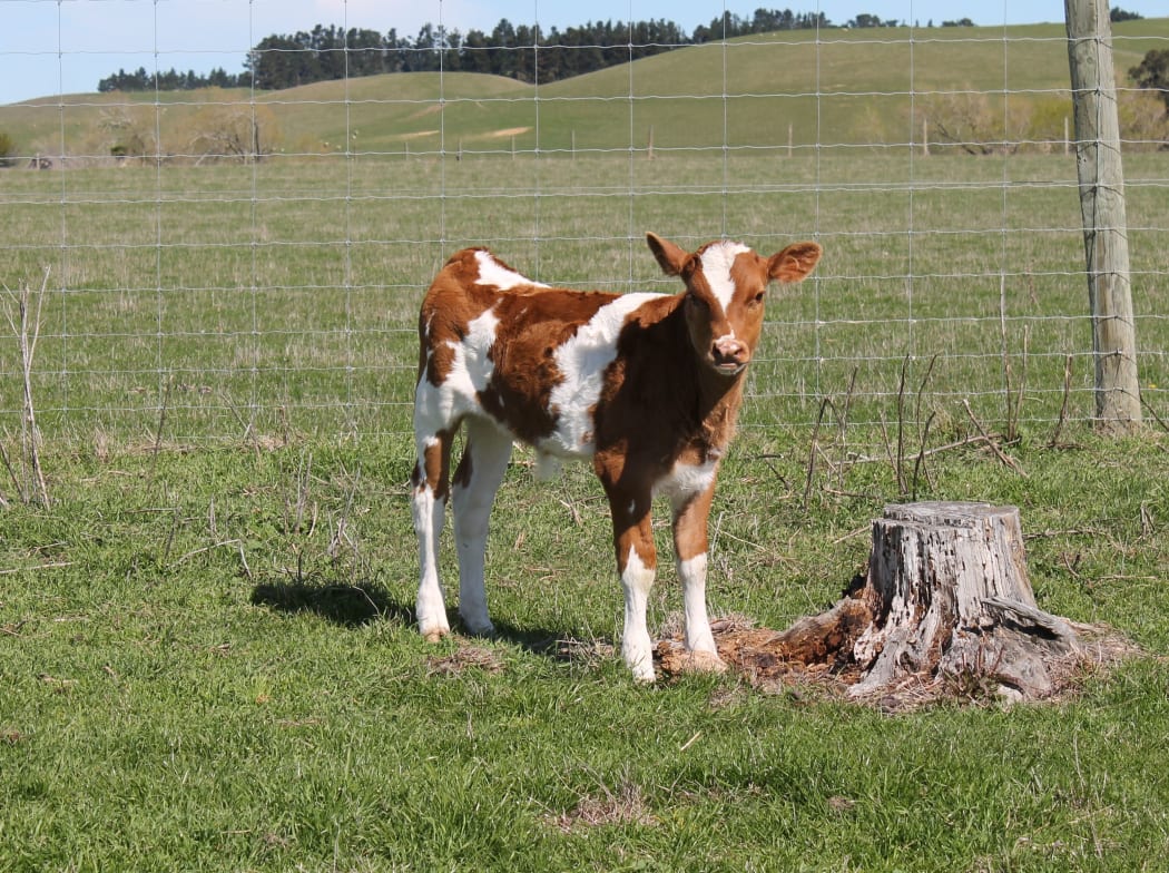 Calf