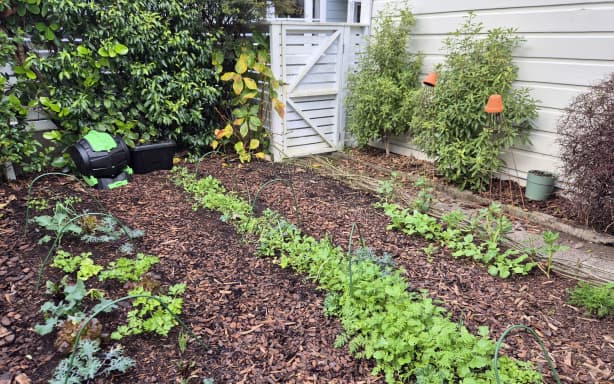 Country Life: Spring has sprung in the garden | RNZ