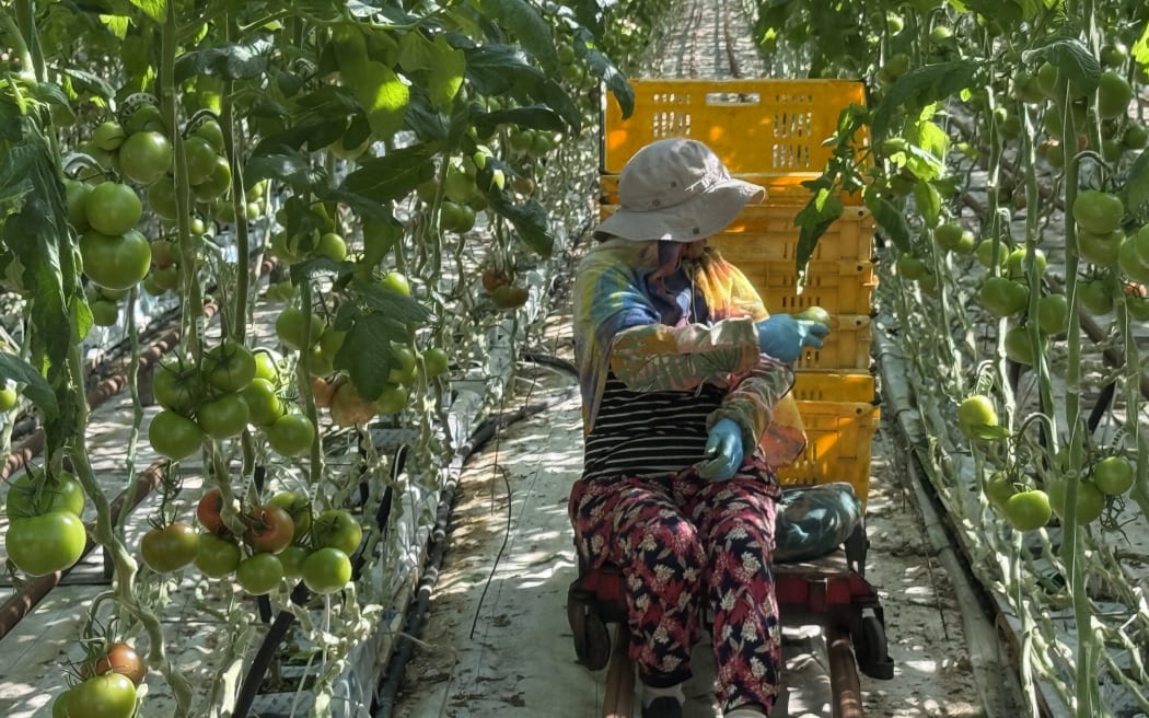 A NZ Hothouse worker picking tomatoes