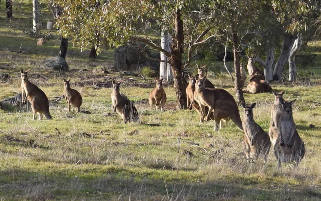 Graeme Coulson says man-made changes to the landscape have led to unsustainable kangaroo populations.
