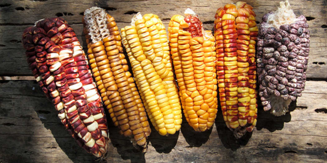 Corn