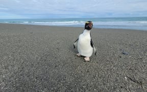 The tawaki being released at Hokitika.