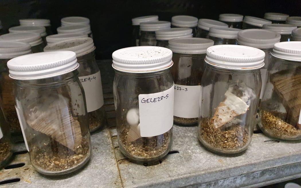 A photo of jars of armillaria fungus samples grown on pine for Genevieve Early's research. They are sitting on a shelf in the University of Canterbury's mushroom house.