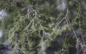 East Coast locals are hopeful Kānuka may be the answer to tackling the region's land erosion