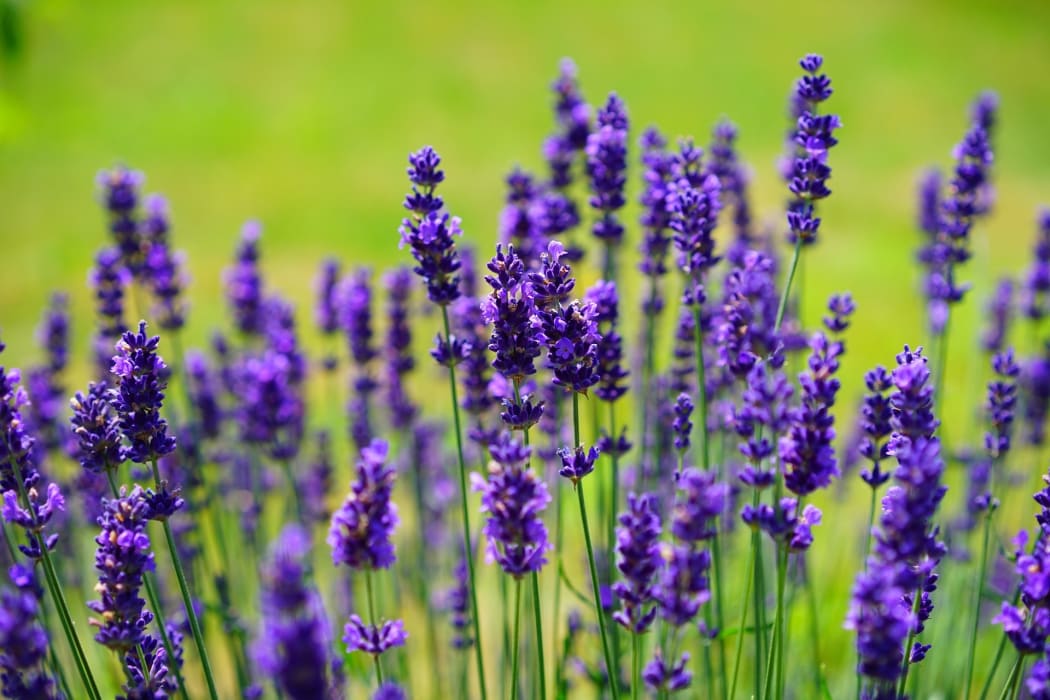 Lavender in flower