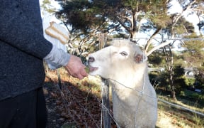 Busby eats a feijoa and a slice of bread for breakfast.