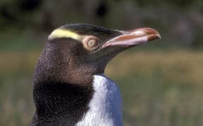 Yeloweyed penguin.

Biosphoto / Michel Gunther