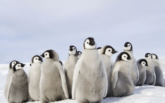 [Weddell Sea, Snow Hill Island, Antarctica] A nursery group of Emperor penguin chicks, huddled together, looking around.  A breeding colony. (Photo by David Schultz / Mint Images / Mint Images via AFP)