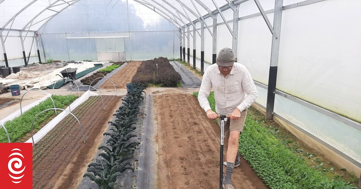 'Just plant more seeds and keep going': the couple who ditched corporate life for growing greens