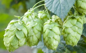 Hop cones