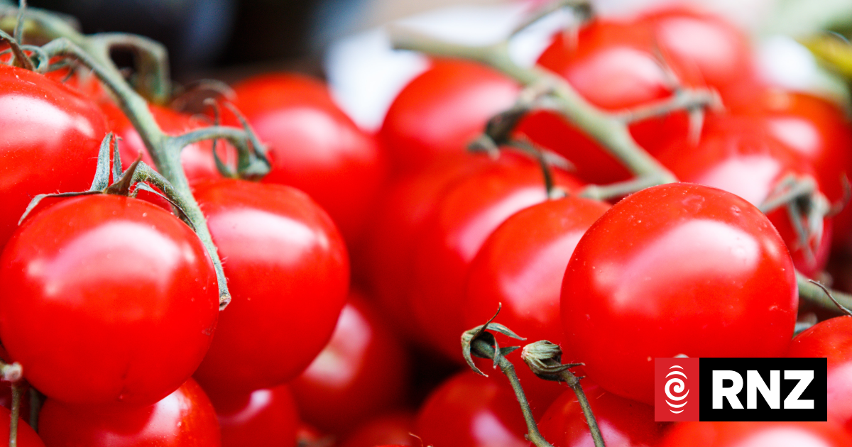 „Extrem ansteckendes“ Tomatenvirus löst bei neuseeländischen Tomatenbauern ...