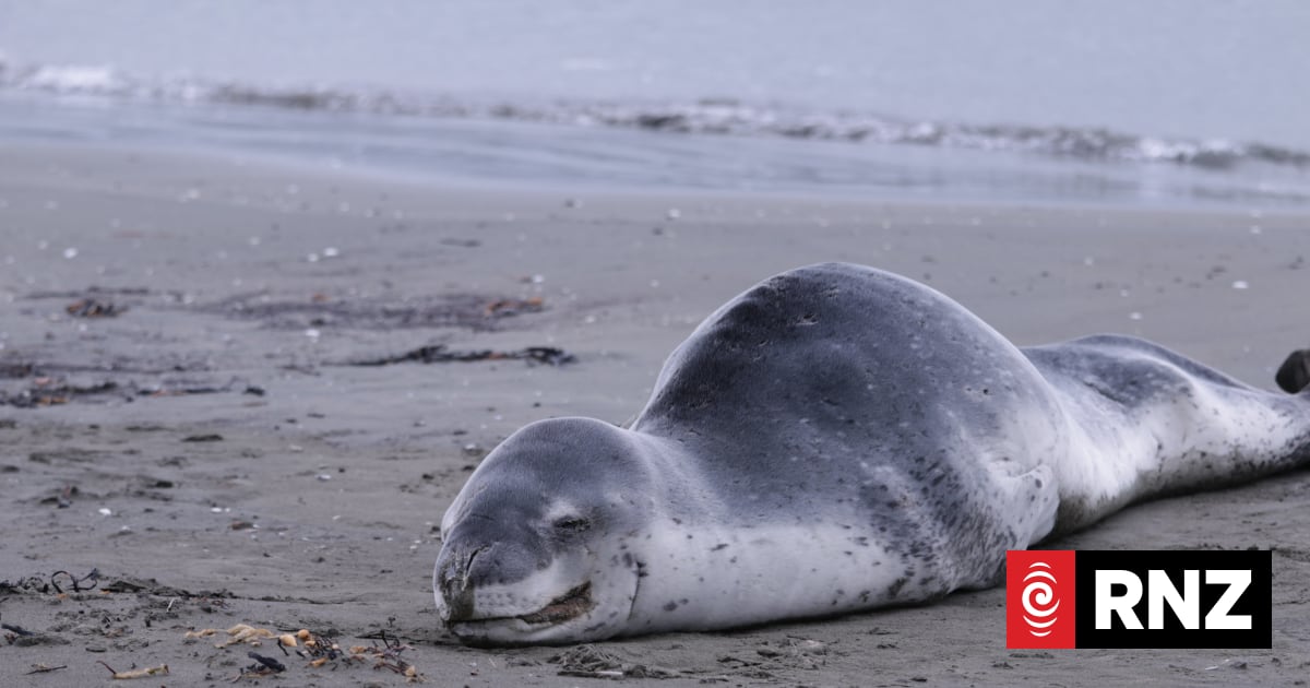Dead Petone seal tests negative for bird flu